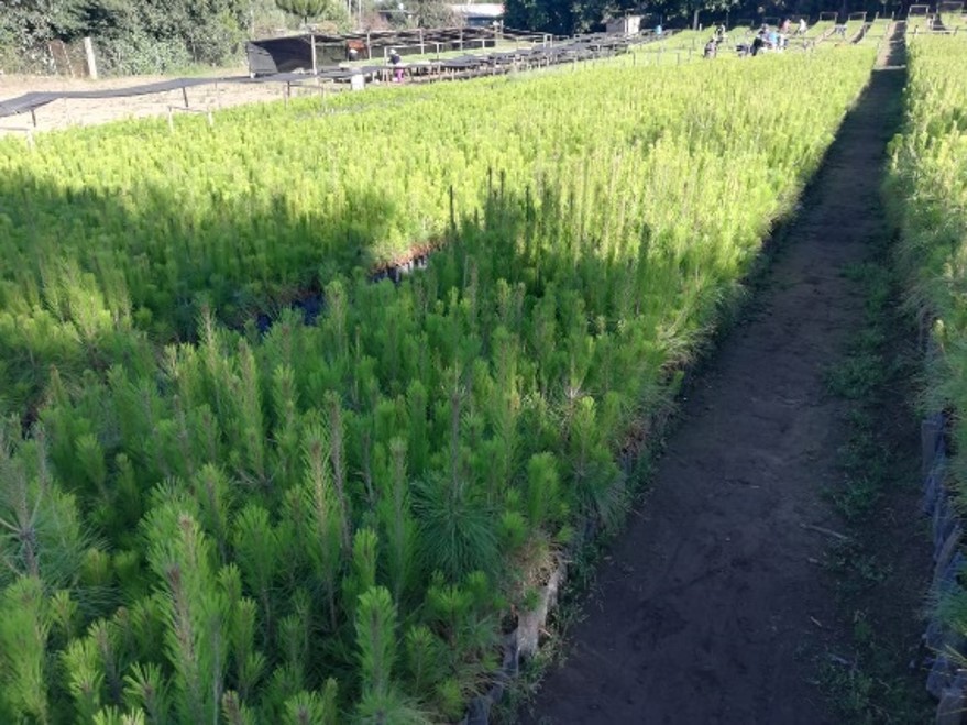 Reforestación