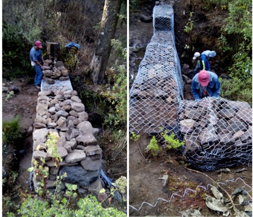Reforestación 3